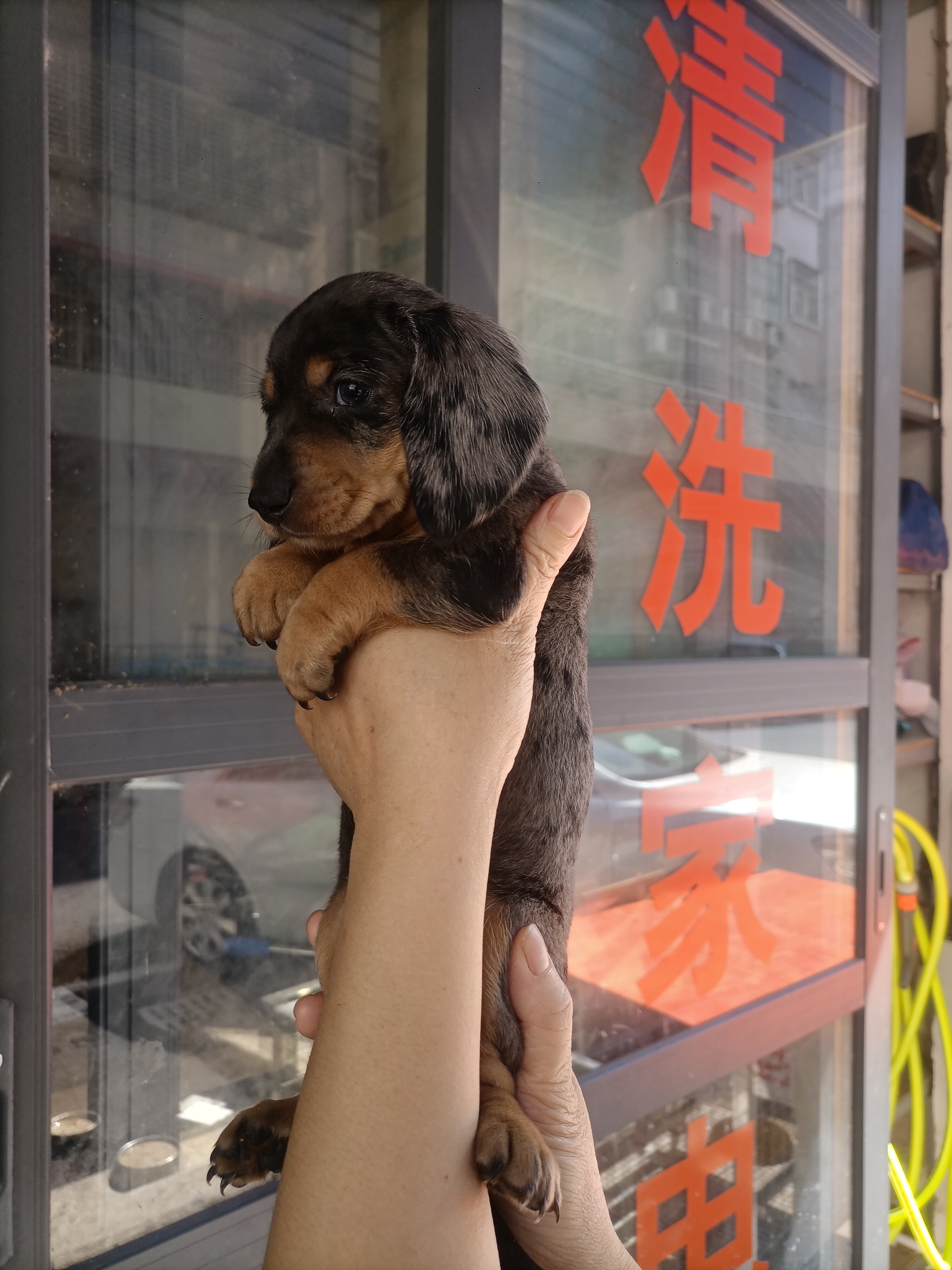 精品迷你体陨石腊肠犬。超值享受，健康活泼！疫苗做齐。不讲价！诚实守信卖家